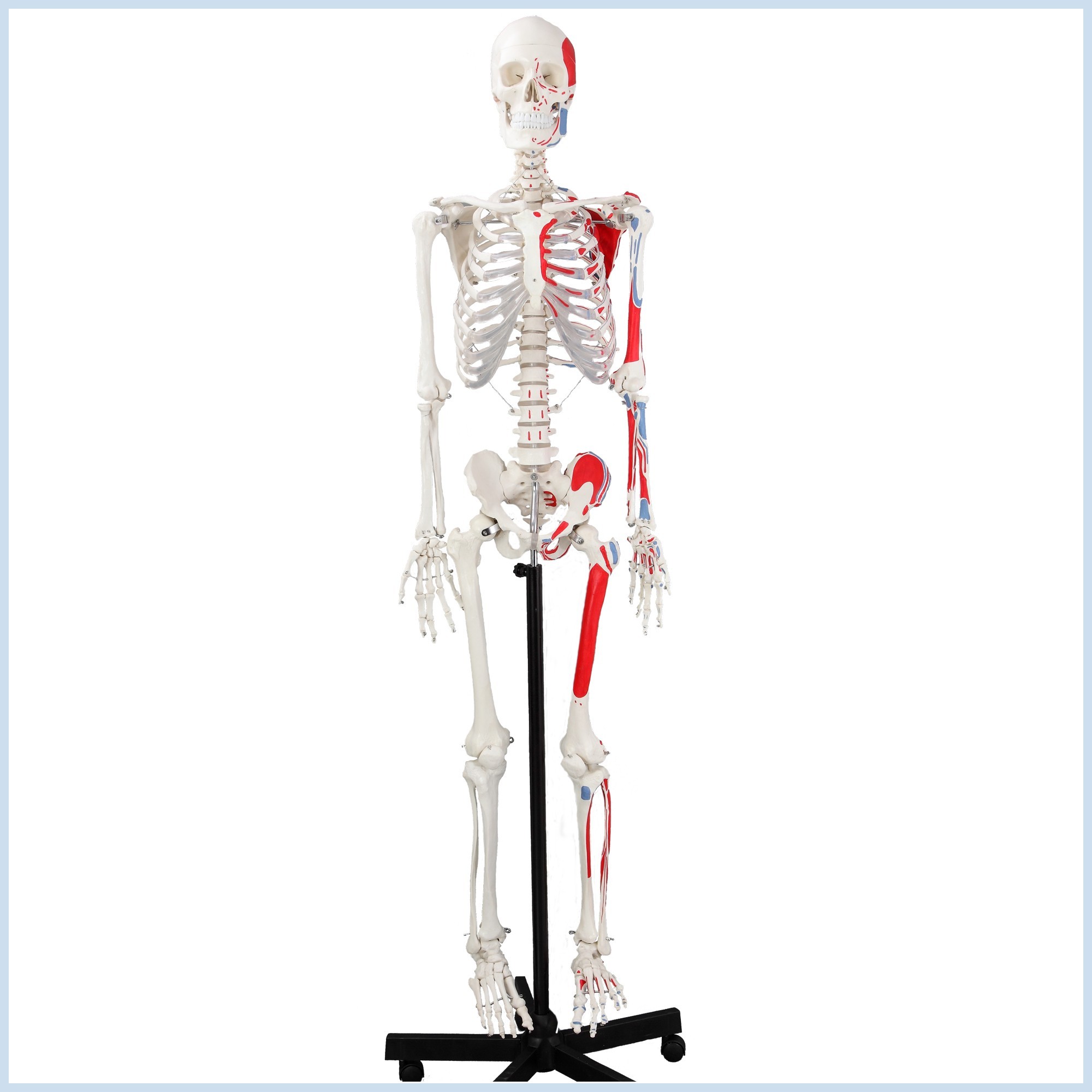 Skeleton, Muscular Painted, Numbered, Life Size, 170cm Skeletons