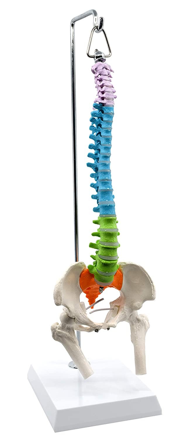 Spine Model, Mini, Flexible, with Femur/Nerve, Didactic Colored