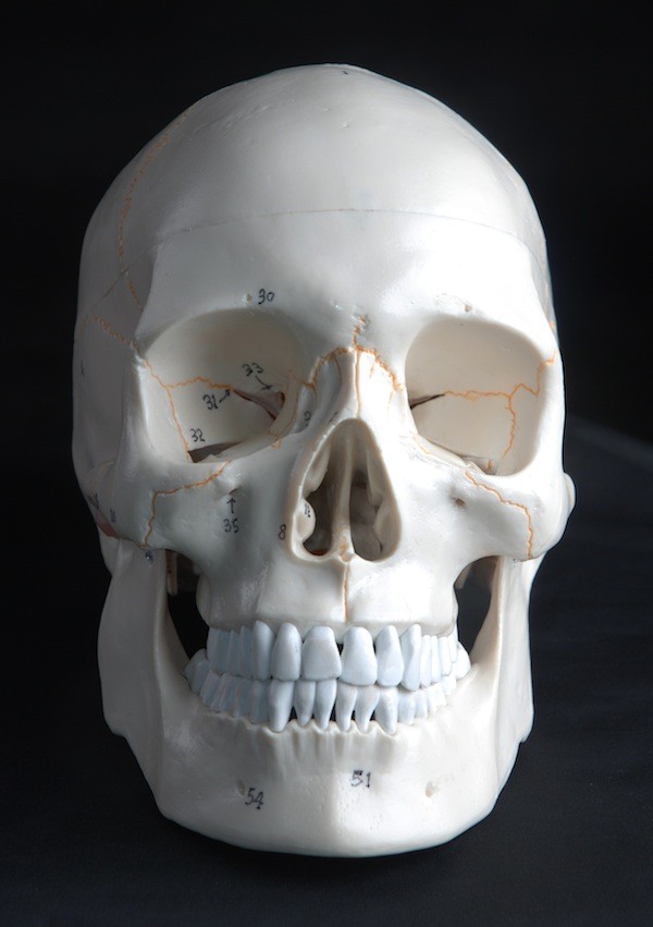 Human Skull Model, 3-part, numbered, with sutures, life size
