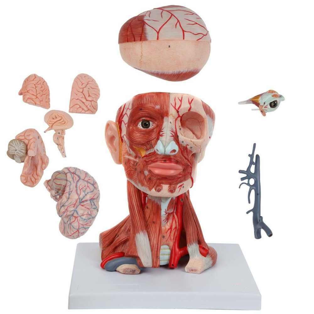 Head and Neck Muscle Model, 10-Part, Life Size