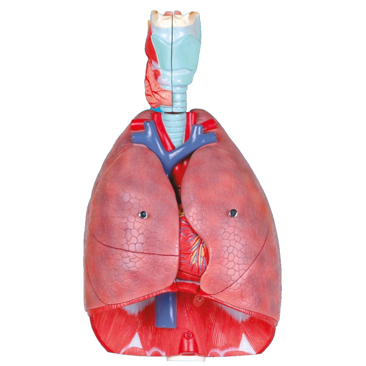 Larynx, Heart and Lung Model, 7-part, Life Size  