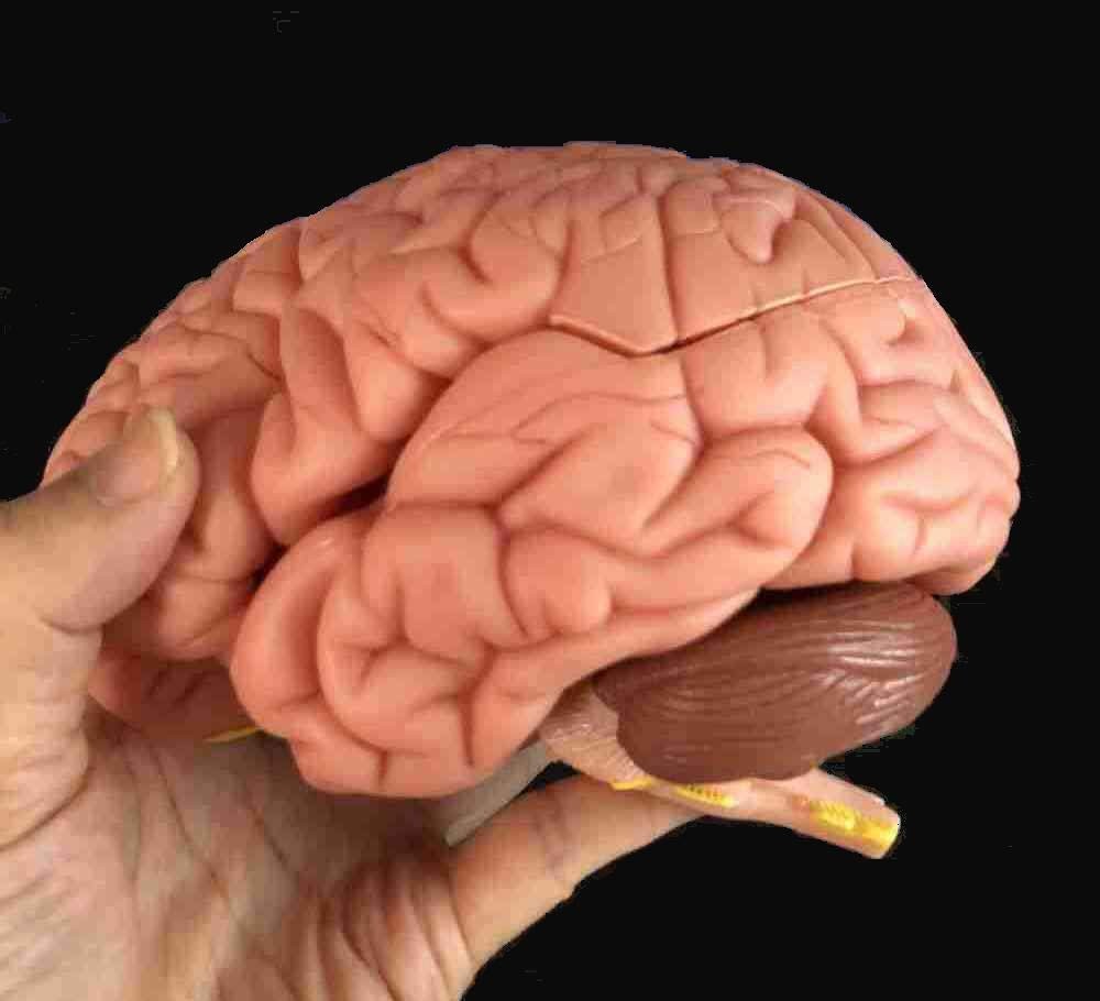 Brain Model, 8 Parts, Life Size