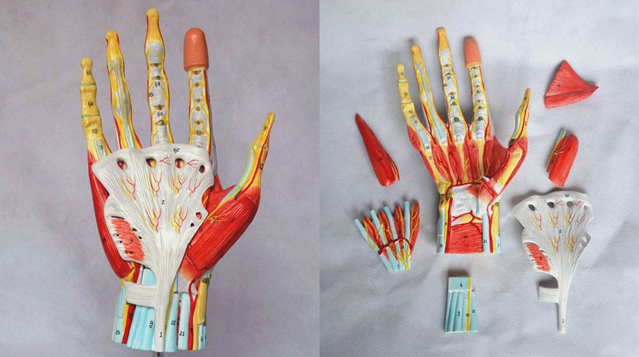 Hand Model with Ligaments, Muscles, Nerves and Arteries, 7-Part, Life Size