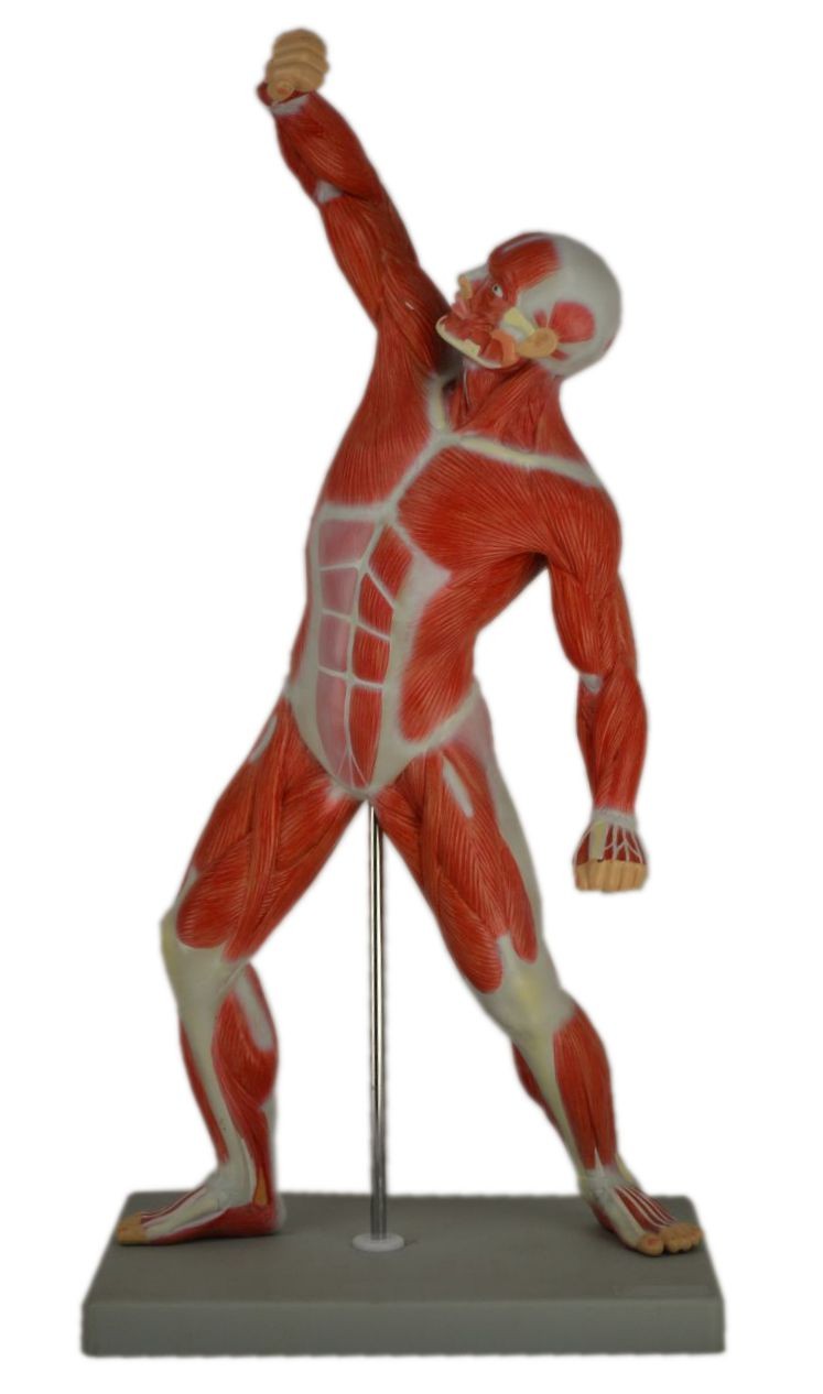Human Muscular Figure Model, 1/4 Life Size  