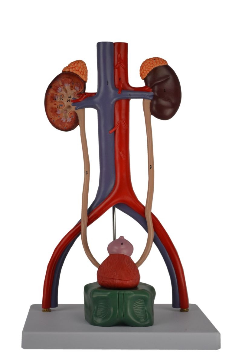 Male Urinary System Model, Numbered, Upright Version