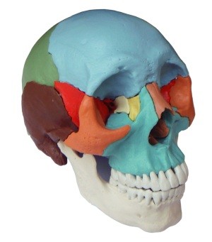 Adult Osteopathic Skull Model, 22-part, Didactic Colored