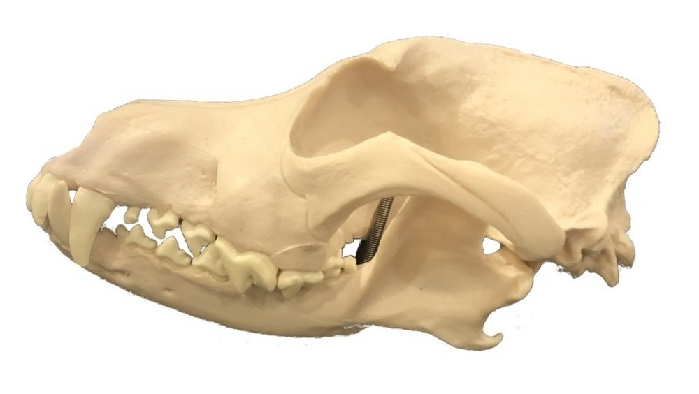 Canine Dog Skull Model, Life Size