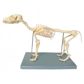 Feline (Cat) Skeleton Model, Life Size