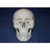 Skull, mini size