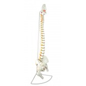 Spine, Flexible, Life Size