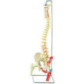 Spine Model with Femur Heads and Painted Muscles, Flexible, Life Size