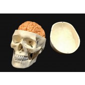 skull with brain
