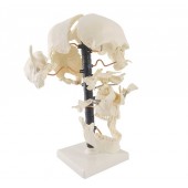 Anatomical Human Skull Model, 22-Part, Beauchene Skull Model, On Stand, Life Size