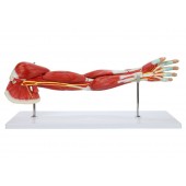 Muscular Arm Model, 7 Parts, Life Size