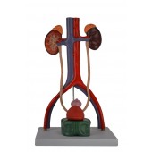 Male Urinary System Model, Numbered, Upright Version