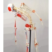 Skeleton,  with Flexible Spine, Articulated, w/Ligament & Muscle Insertions, Life Size, 170cm