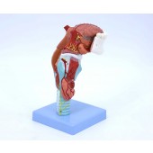 Larynx Model with Tongue and Lower Jaw, 5 Parts, 2X