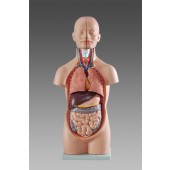 Anatomical Medical Mini Torso Model, 12-Part, 1/2 Life Size, 50cm