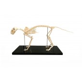 Feline (Cat) Skeleton Model, Life Size