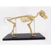 Canine (Dog) Skeleton Model, Small Size