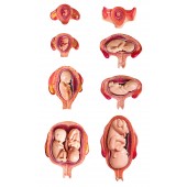 Fetus Development Pregnancy Model set (8 models), High Quality