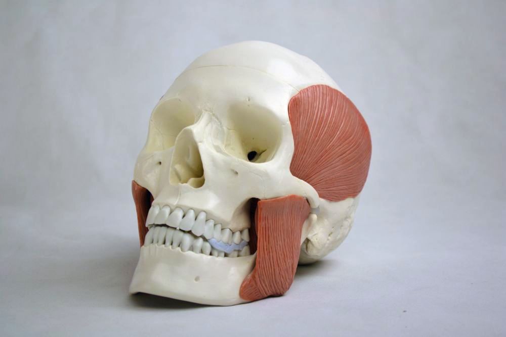 Skull Model with 8 Masticatory Muscles