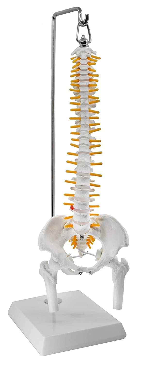 Spine Model, Mini, Flexible