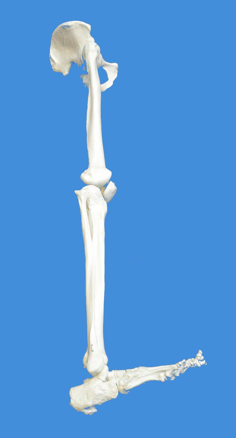 Anatomical Human  Lower Limb Skeleton Model, Life Size     