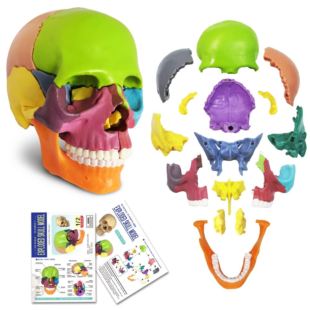 Mini Exploded Beauchene Skull Model, 15-Part Didactic Colored, 1/2 Life Size