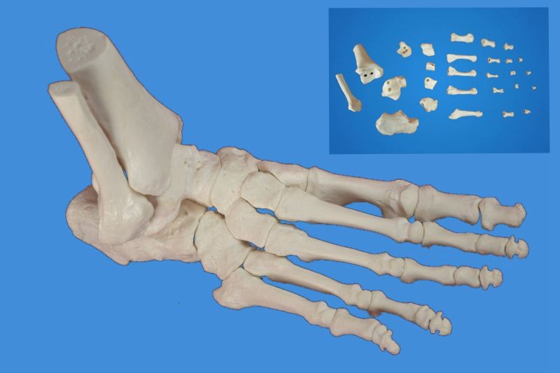 Foot Skeleton Model,Disarticulated and Assembled by magnets,Life size