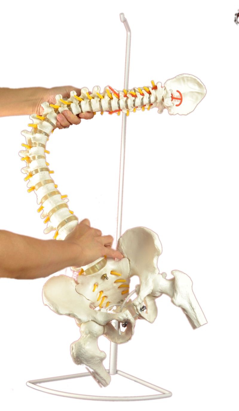 Super Flexible Spine Model, Life Size