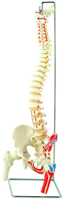 Spine Model with Femur Heads and Painted Muscles, Flexible, Life Size