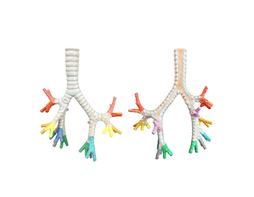 Lung Bronchi and sub-Bronchi Model, Life Size