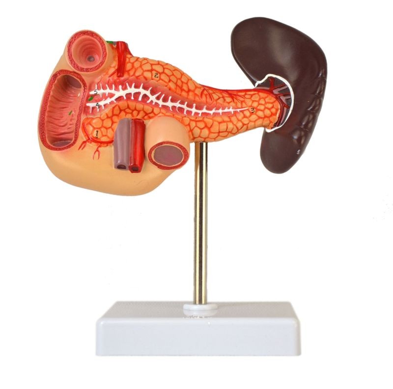Human Pancreas, Duedenum, Spleen Model, Numbered, Life Size