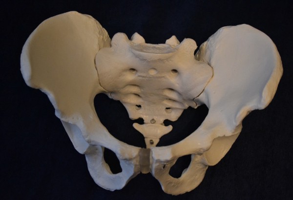 Pelvic Skeleton, Male, Life Size