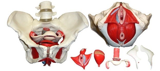 Anatomical Female Pelvis Model with Removable Organs, 6-part, Life Size