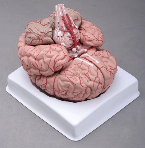 Brain, with Arteries, 9 parts, life size
