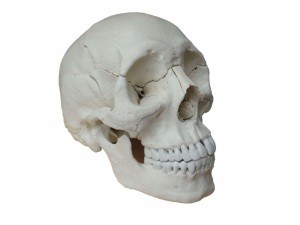 Adult Osteopathic Skull Model, 22-part, Bone Color