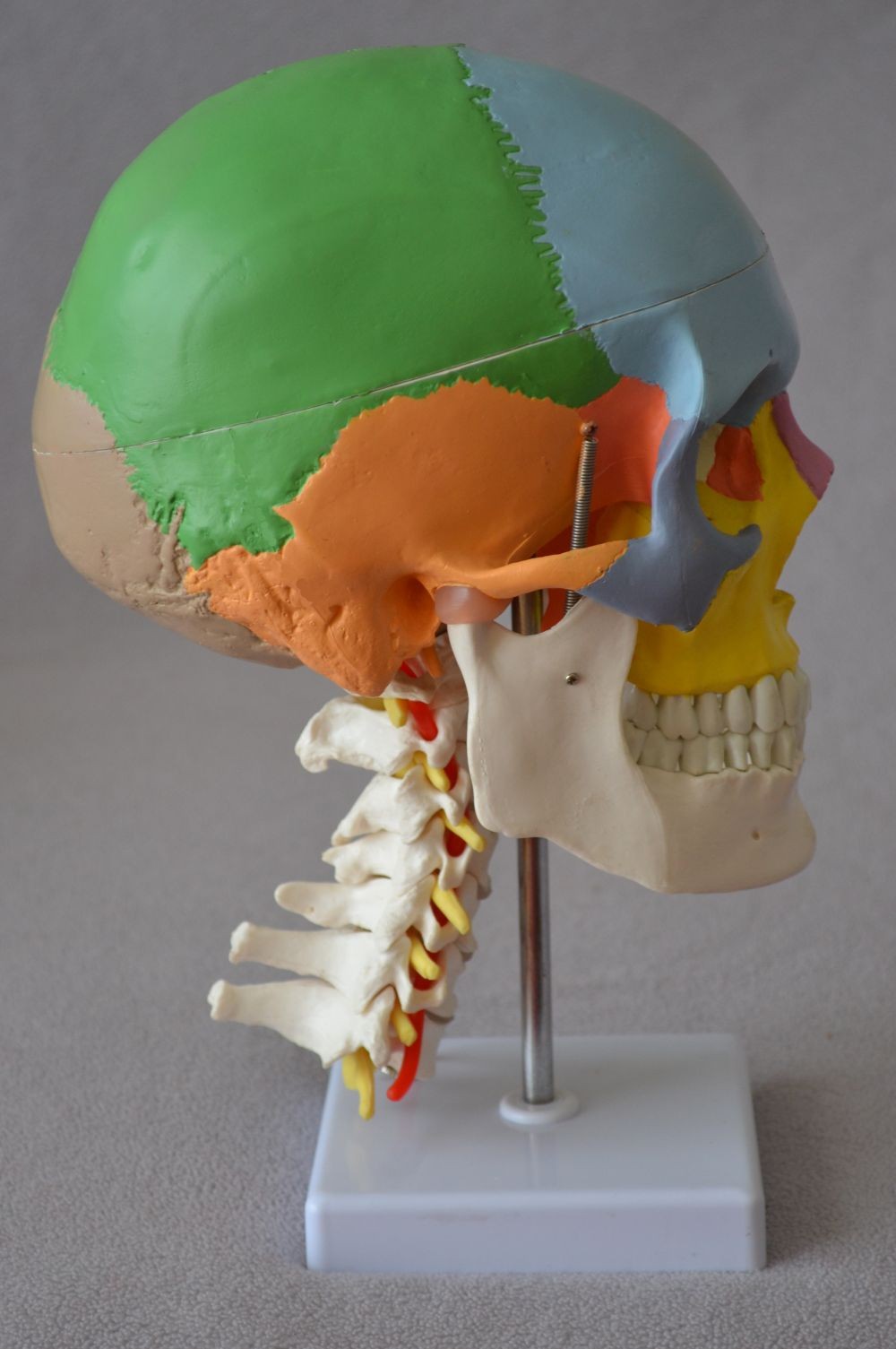 Didactic Colored Human Skull Model,with 7 cervical vertebrae, nerve and artery, on stand