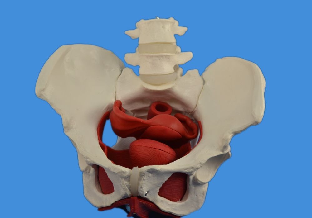 Female Pelvis Model w/ Removable Organs, 6-part, Life Size NEW