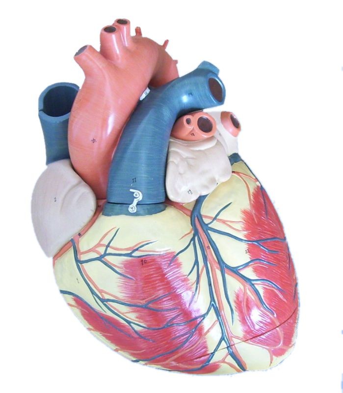 Jumbo Heart Model, 3-part, 3X Enlarged,