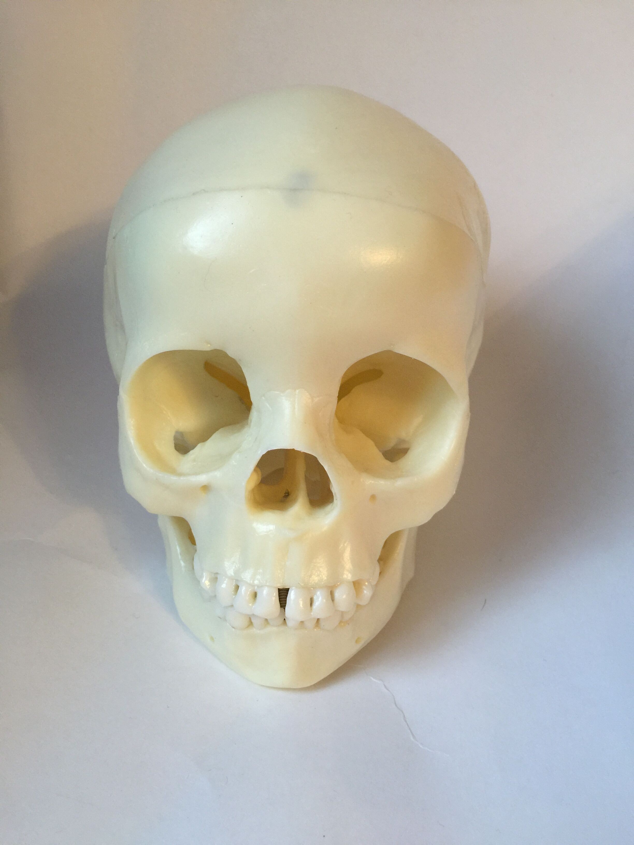 Anatomical Human Child Skull Model, 5-year-old, 3-Part, Life Size