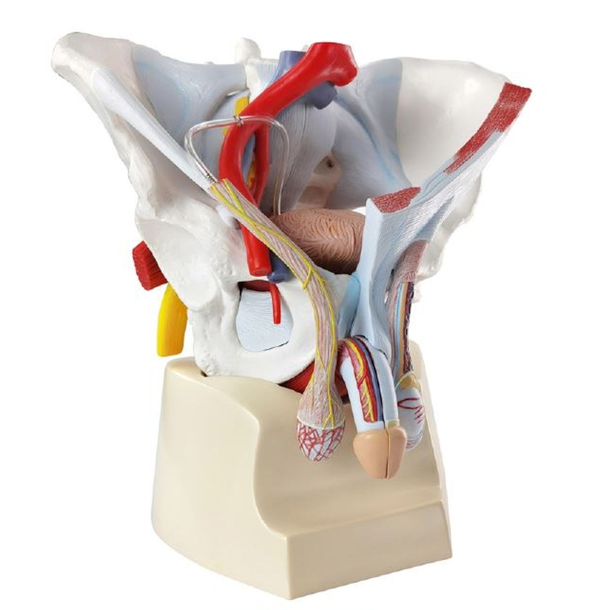 Male Pelvic Anatomy Model with Removable Organs, Muscles, Nerves & Blood Vessels, 7-Parts, Life Size. Medical Teaching Model for Anatomy Study, Medical Education & Clinics