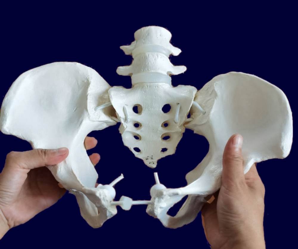 Female Pelvic Skeleton w/4th 5th Vertebrae, Flexible, Elastic Band Connected with Movable Joint, Life Size