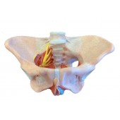 Female pelvis with pelvic floor muscles, Life Size
