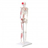 Skeleton, muscle painted, numbered, 85cm