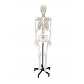 Skeleton, life size, 170cm