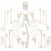 Skeleton, Disarticulate, Life-size, 170cm