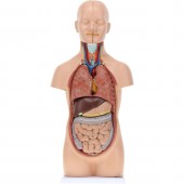 Anatomical Medical Mini Torso Model, 12-Part, 1/2 Life Size, 50cm