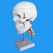 Human Skull Model,with 7 cervical vertebrae, nerve and artery, on stand